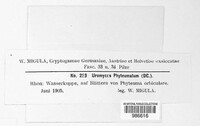 Uromyces phyteumatum image
